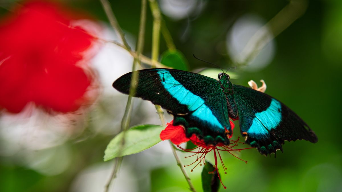 FOTO: Pestrobarevní motýli obsadili skleníky v botanické zahradě v Praze